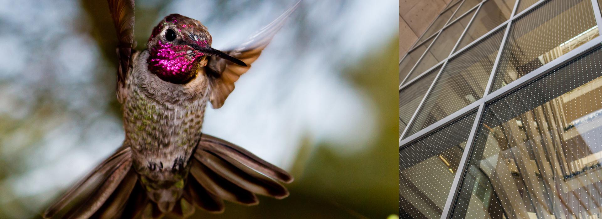 Feather-Friendly Technologies